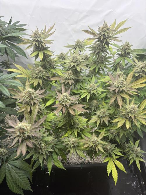 Pineapple Chunk Mainlining + manifolding. Week 16