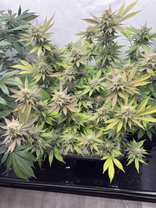 Pineapple Chunk Mainlining + manifolding. Week 16