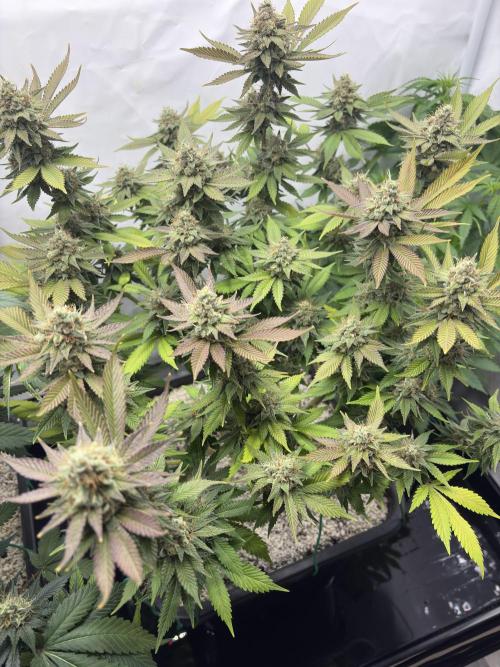 Pineapple Chunk Mainlining + manifolding. Week 16