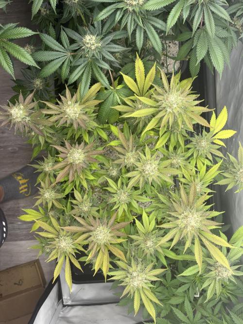 Pineapple Chunk Mainlining + manifolding. Week 16