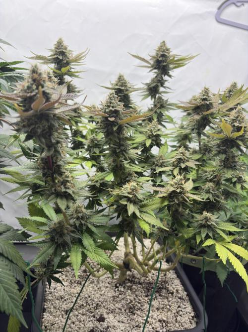 Pineapple Chunk Mainlining + manifolding. Week 16