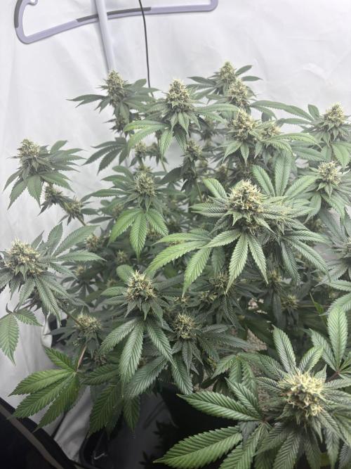 Pineapple Chunk. Week 16