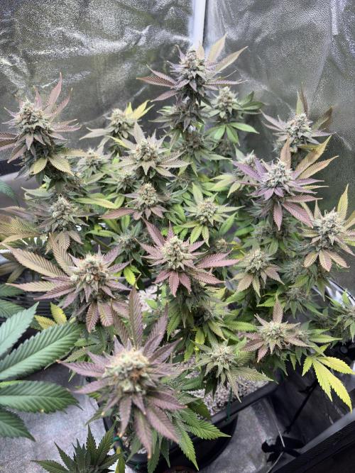 Pineapple Chunk Mainlining + manifolding. Week 17