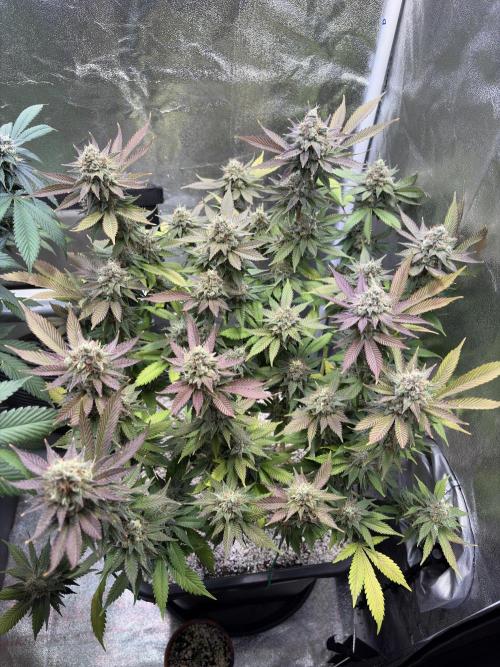Pineapple Chunk Mainlining + manifolding. Week 17