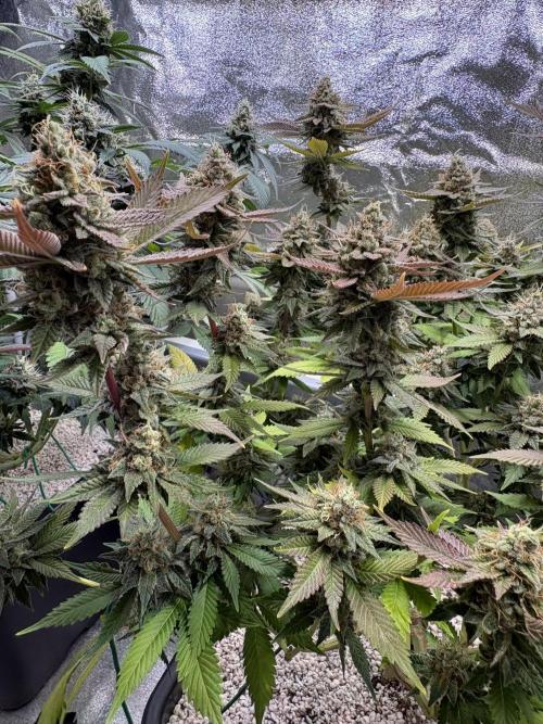 Pineapple Chunk Mainlining + manifolding. Week 17