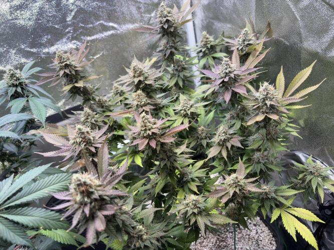 Pineapple Chunk Mainlining + manifolding. Week 17