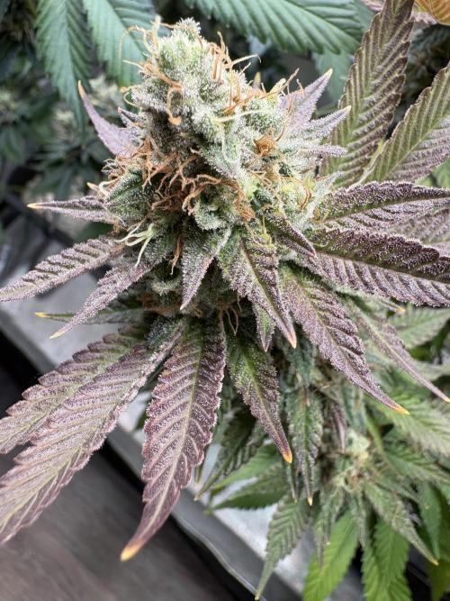 Pineapple Chunk Mainlining + manifolding. Week 17
