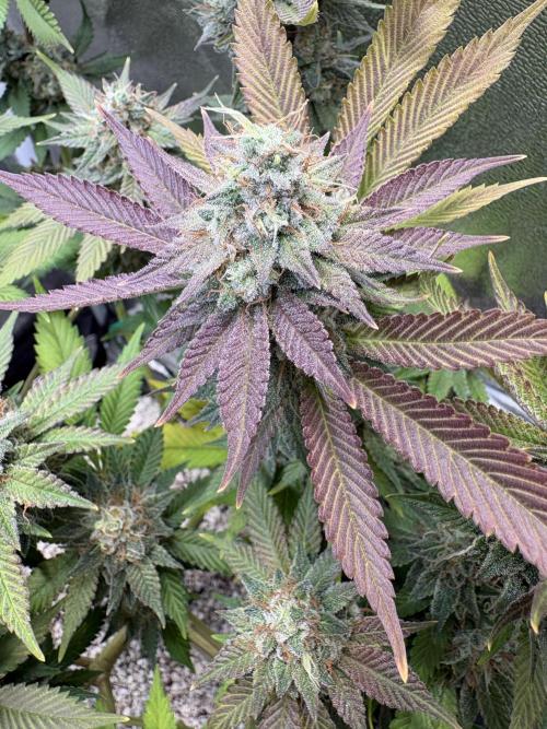 Pineapple Chunk Mainlining + manifolding. Week 17