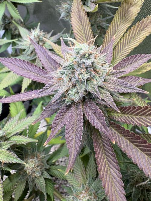 Pineapple Chunk Mainlining + manifolding. Week 17