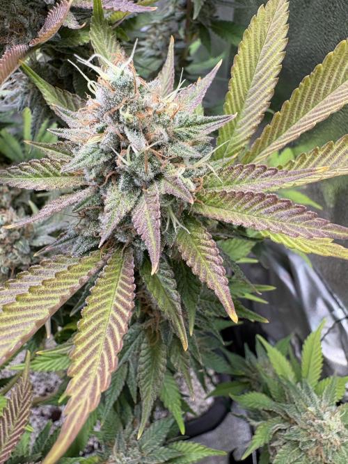 Pineapple Chunk Mainlining + manifolding. Week 17