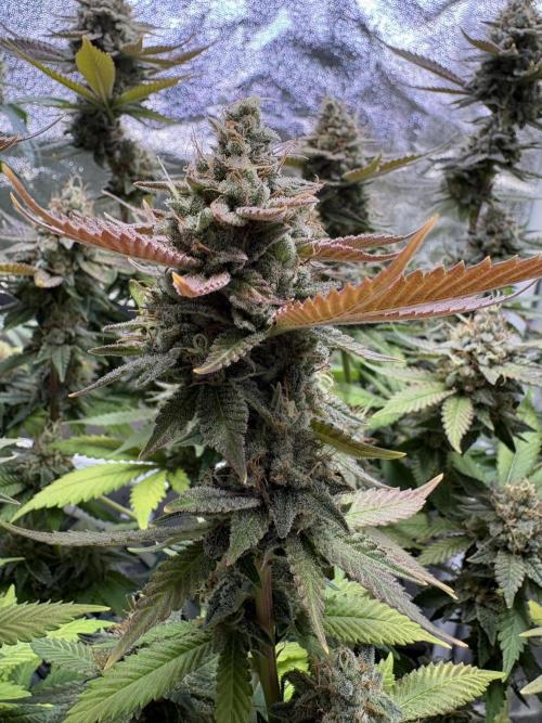 Pineapple Chunk Mainlining + manifolding. Week 17