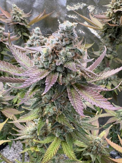 Pineapple Chunk Mainlining + manifolding. Week 18 - Blütetag 60