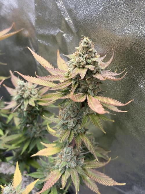 Pineapple Chunk Mainlining + manifolding. Week 18