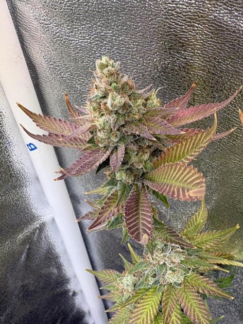 Pineapple Chunk Mainlining + manifolding. Week 18