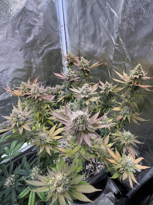 Pineapple Chunk Mainlining + manifolding. Week 18