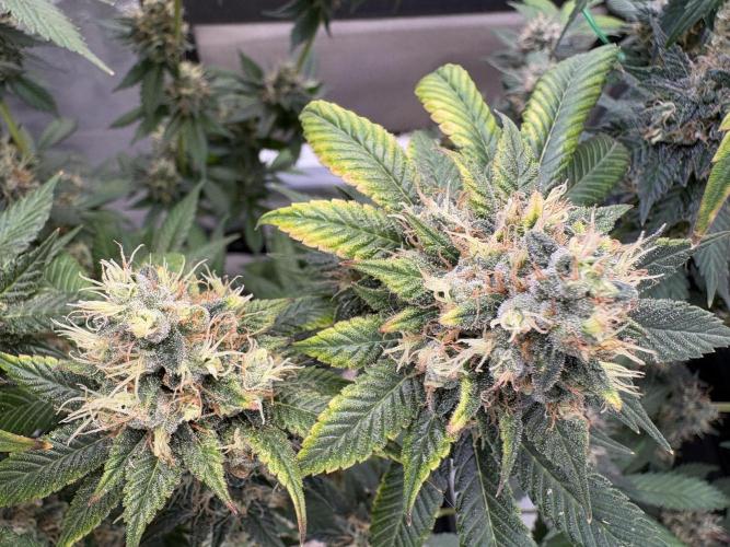 Pineapple Chunk Mainlining + manifolding. Week 18 - Blütetag 48