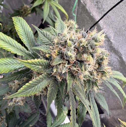 Pineapple Chunk Mainlining + manifolding. Week 18