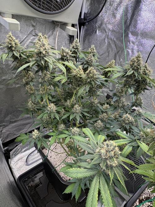 Pineapple Chunk Mainlining + manifolding. Week 18 - Blütetag 48