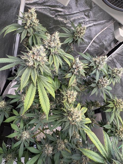 Pineapple Chunk Mainlining + manifolding. Week 18