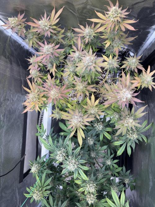 Pineapple Chunk Mainlining + manifolding. Week 18