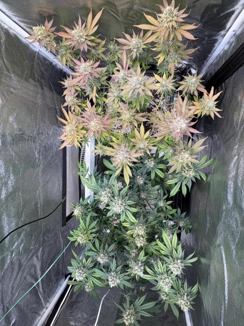 Pineapple Chunk. Week 18