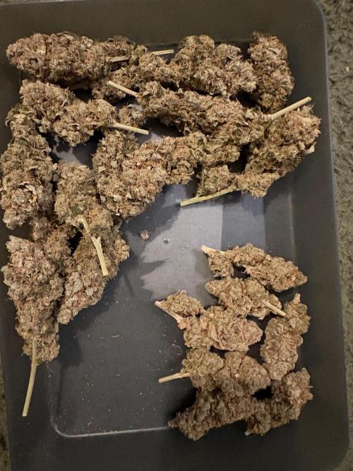 Pineapple Chunk Mainlining + manifolding. Week 19