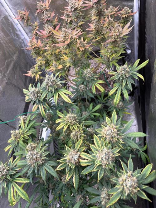 Pineapple Chunk Mainlining + manifolding. Week 19