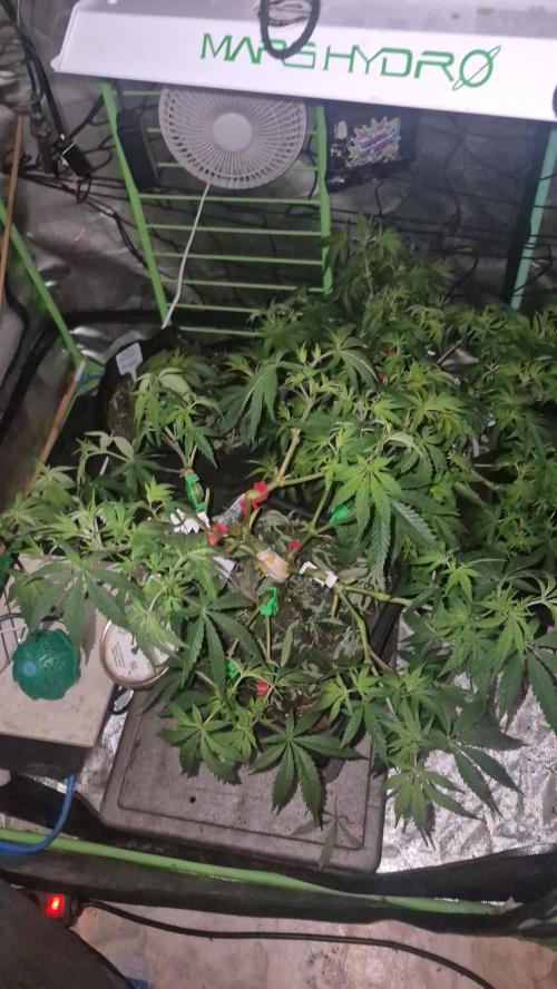 Flower tent 3x4 vivosun 4500wled. Week 1 - Flower day 2 march 10 gorilla runtz n jelly donuts 