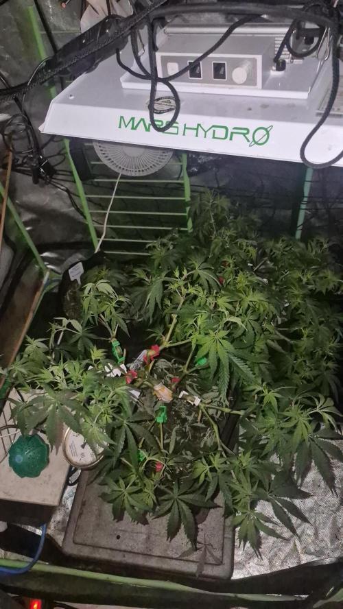 Flower tent 3x4 vivosun 4500wled. Week 1 - Flower day 2 gorilla runtz n jelly donutz