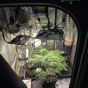Comment by SpunkyTerps4200 photo #2