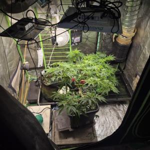 Comment by SpunkyTerps4200 photo #3