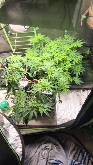 Comment by SpunkyTerps4200 photo #1