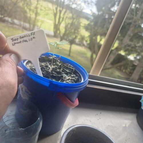 FF trop.cookies 420fastbuds. Week 2 - Day 13
First feed 450ppm