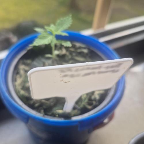 FF trop.cookies 420fastbuds. Week 2 - Day13
First feed 450ppm
