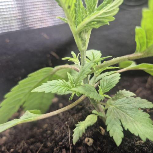FF trop.cookies 420fastbuds. Week 4