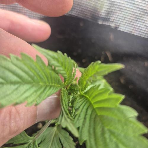 FF trop.cookies 420fastbuds. Week 4