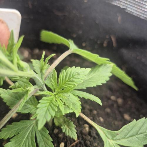 FF trop.cookies 420fastbuds. Week 4
