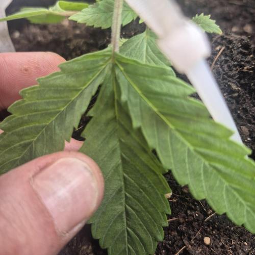 FF trop.cookies 420fastbuds. Week 4