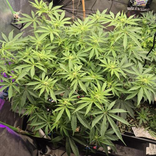 Flower tent 3x4 vivosun 4500wled. Week 3