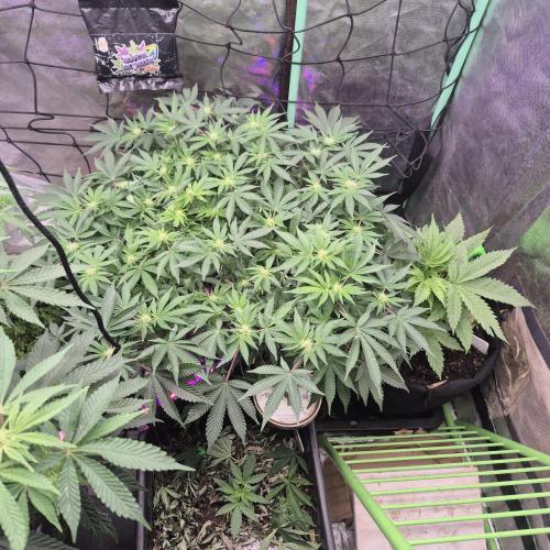 Flower tent 3x4 vivosun 4500wled. Week 3