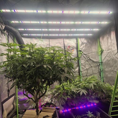 Flower tent 3x4 vivosun 4500wled. Week 3