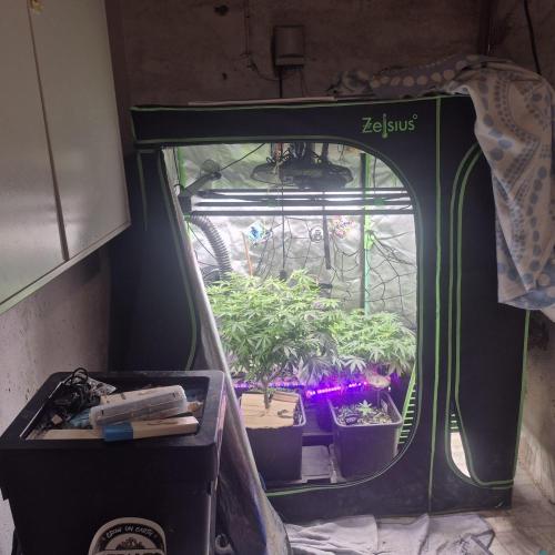 Flower tent 3x4 vivosun 4500wled. Week 3