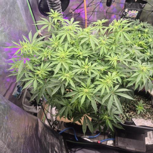 Flower tent 3x4 vivosun 4500wled. Week 3