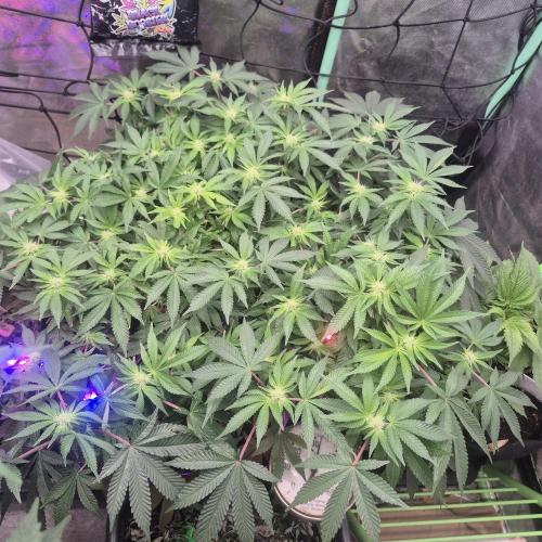 Flower tent 3x4 vivosun 4500wled. Week 3