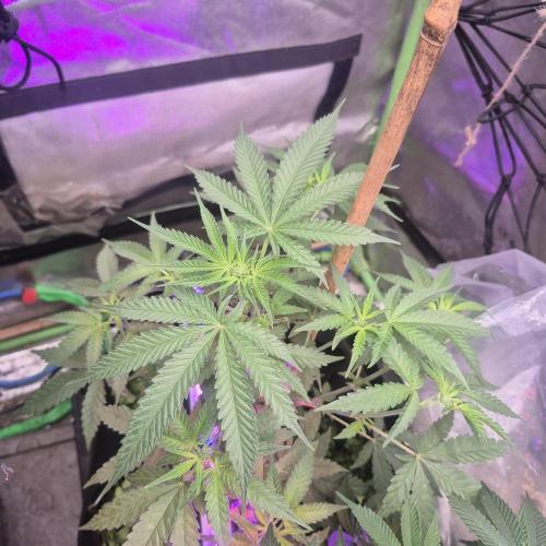 Flower tent 3x4 vivosun 4500wled. Week 3