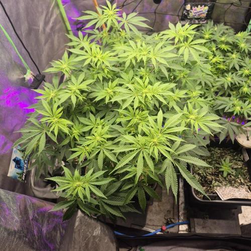 Flower tent 3x4 vivosun 4500wled. Week 3