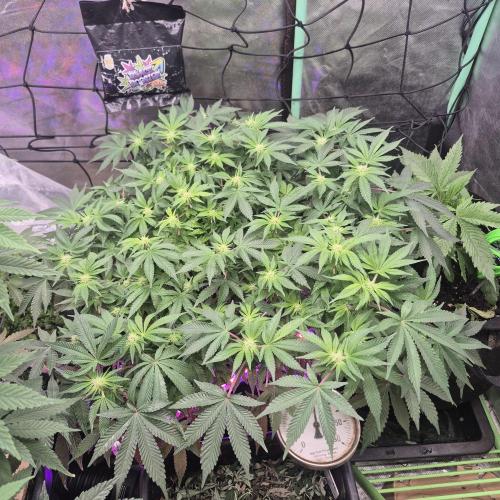Flower tent 3x4 vivosun 4500wled. Week 3