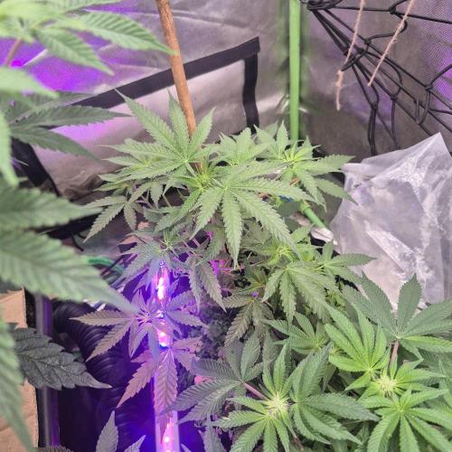 Flower tent 3x4 vivosun 4500wled. Week 3