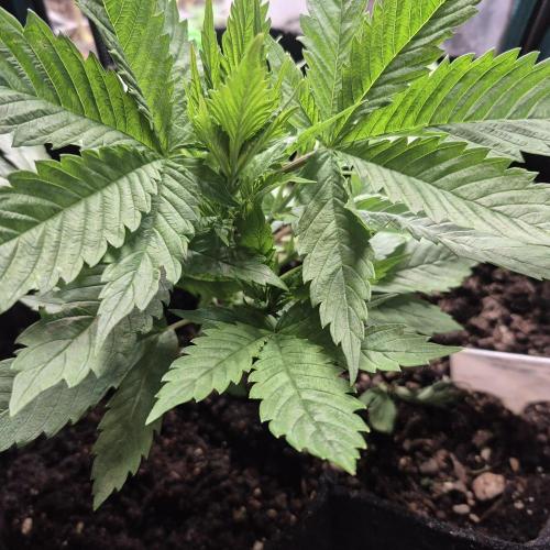 FF trop.cookies 420fastbuds. Week 5