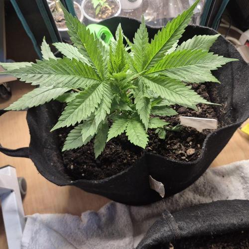 FF trop.cookies 420fastbuds. Week 5